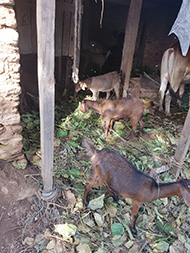 Potatoes were cultivated
